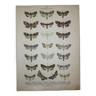Gravure de papillons ancienne - Lithographie de 1887 - Matura - Illustration originale