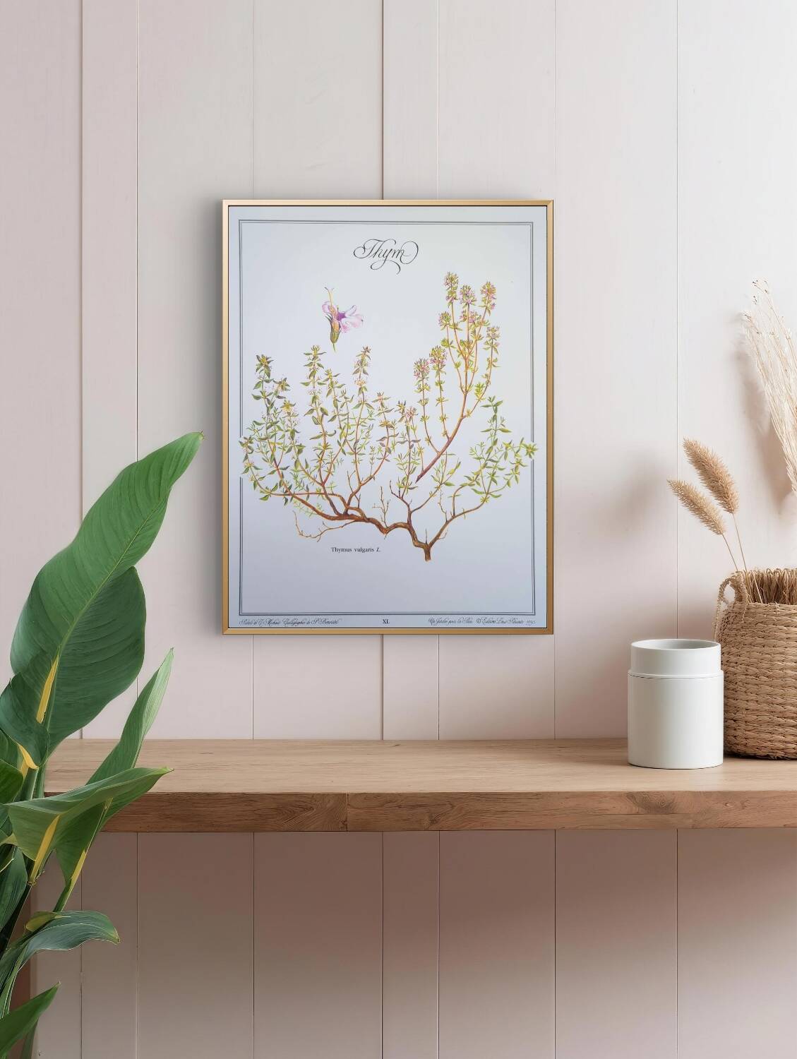 Printed in 1995, the Thyme. Vintage Botany.