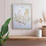 Printed in 1995, the Thyme. Vintage Botany.