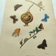 Gravure ancienne de 1839 -Papillons Polymmate - par Dumesnil - colorée main