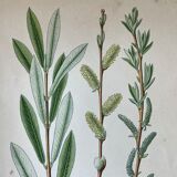 Three botanical plates XIXth century