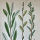 Three botanical plates XIXth century
