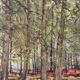 Soignes Forest, oil on canvas signed