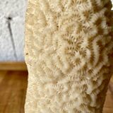 Vintage white coral