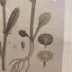 Framed botanical board, Marguerite
