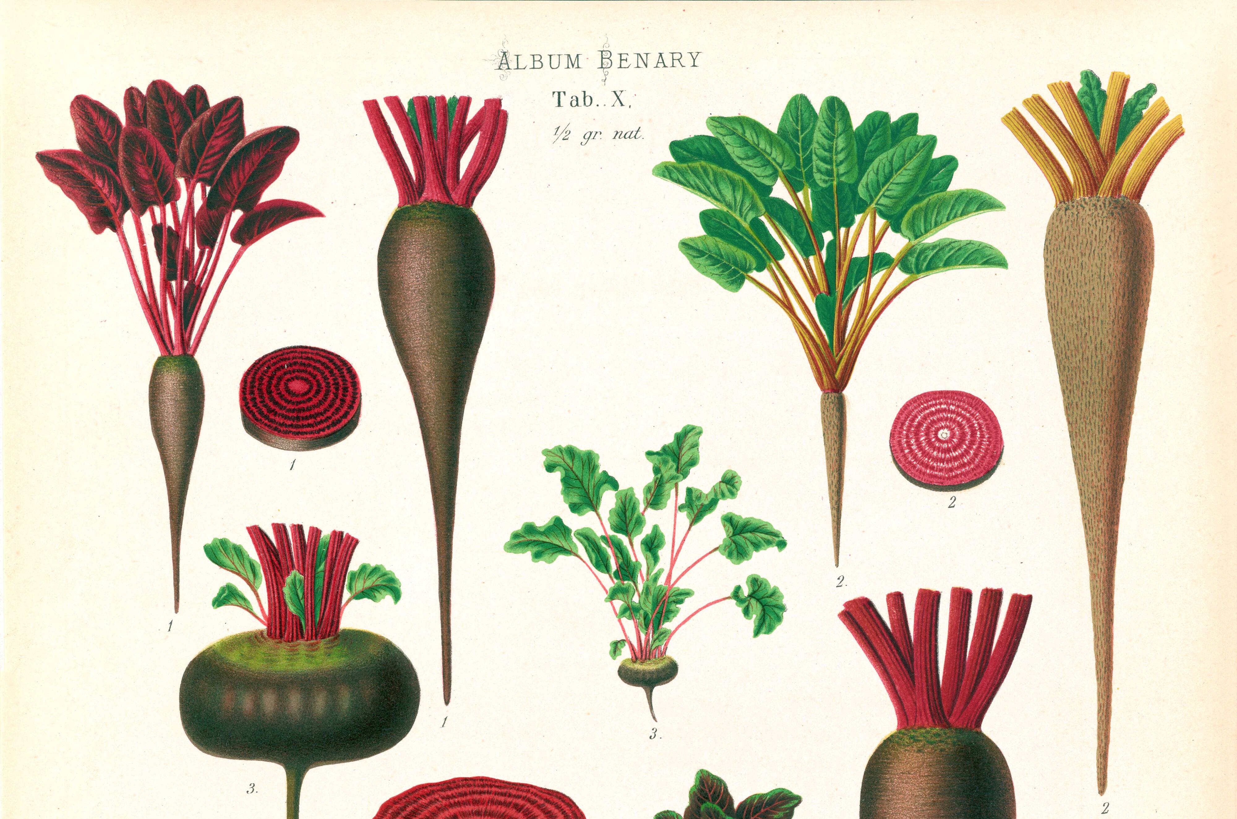 Poster about beets, based on an old engraving from 1886.
