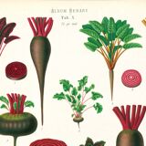 Poster about beets, based on an old engraving from 1886.
