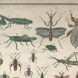 Bouasse-Lebel educational board at the end of the 19th Natural History Insects