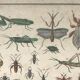 Bouasse-Lebel educational board at the end of the 19th Natural History Insects