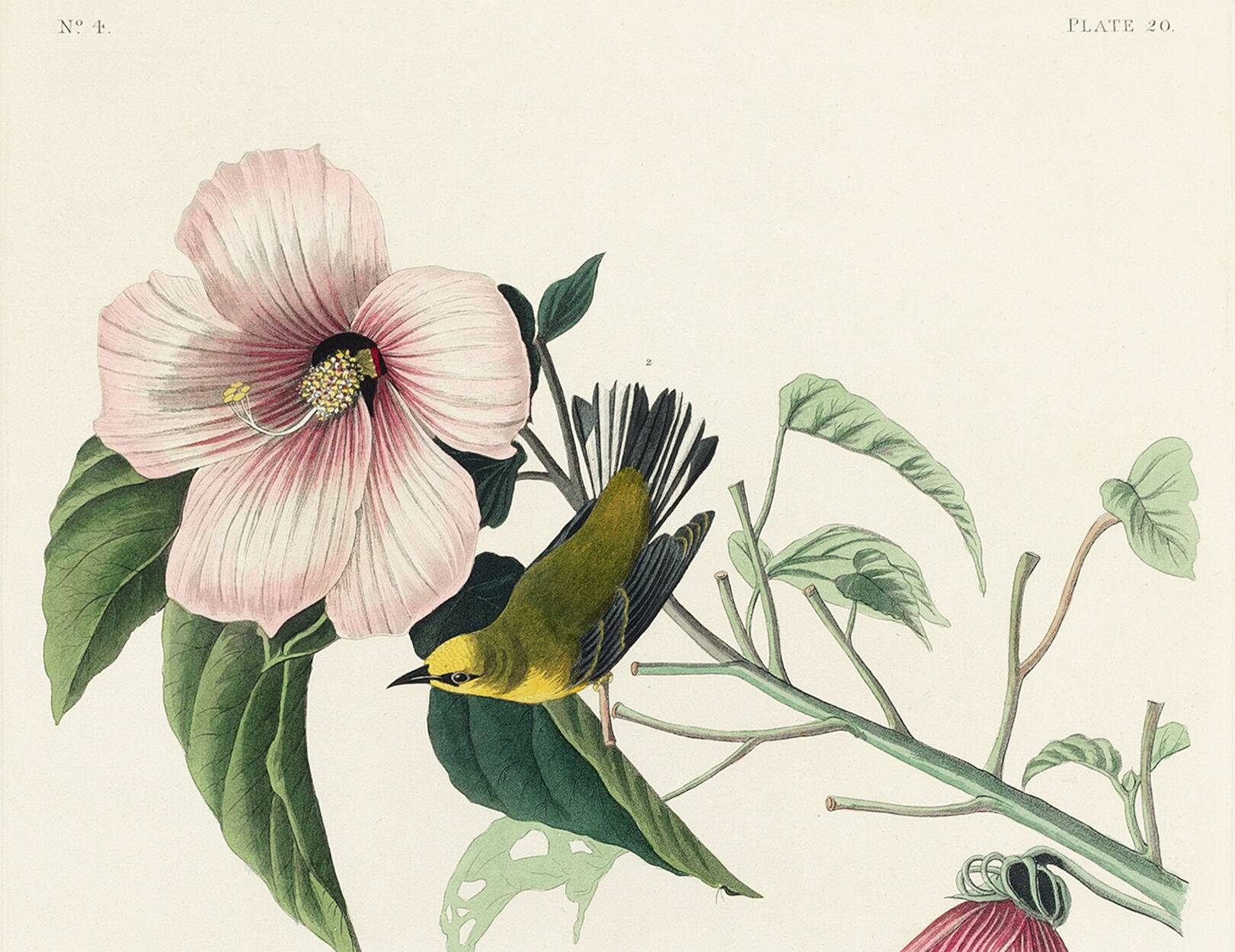 Poster about the Yellow Dacnis, based on an old engraving from 1827.