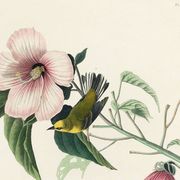 Affiche sur le Dacnis jaune, d’après une gravure ancienne de 1827.