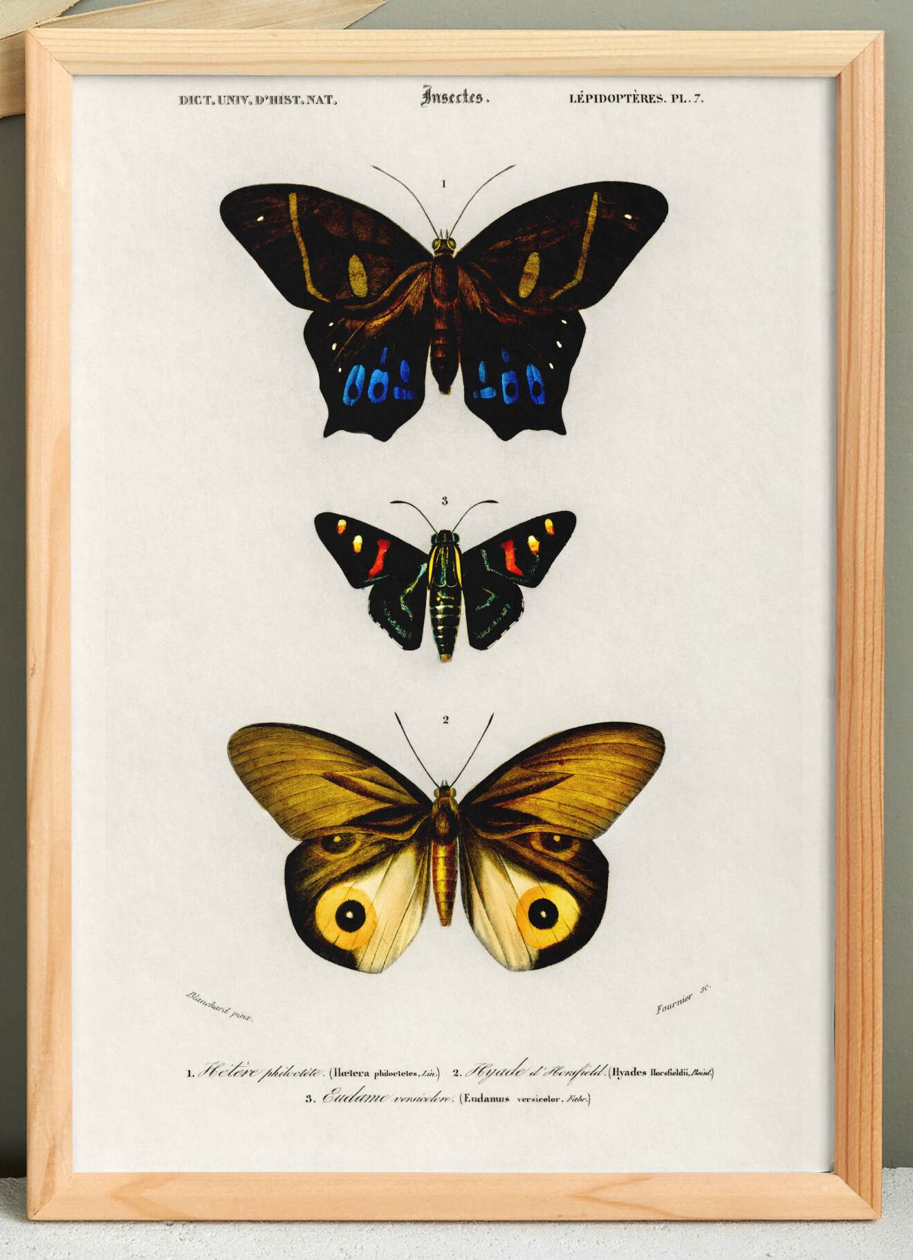 Poster about exotic butterflies, based on an old engraving from 1849.