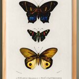 Poster about exotic butterflies, based on an old engraving from 1849.