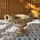 2 vases medicis