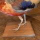 Taxidermie faisan doré naturalisé