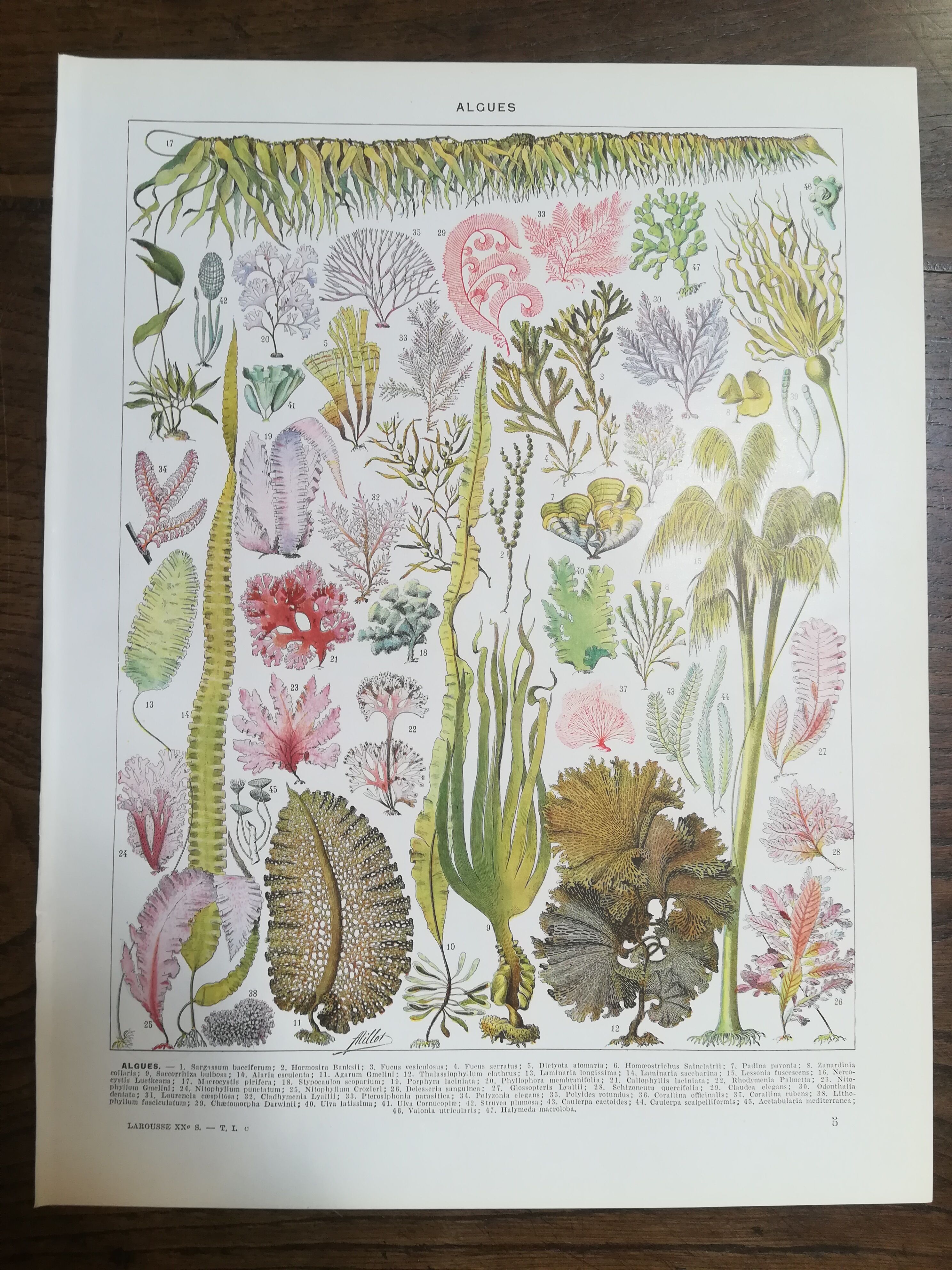 Lithographs on algae, vegetables, and flowers