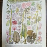 Lithographs on algae, vegetables, and flowers