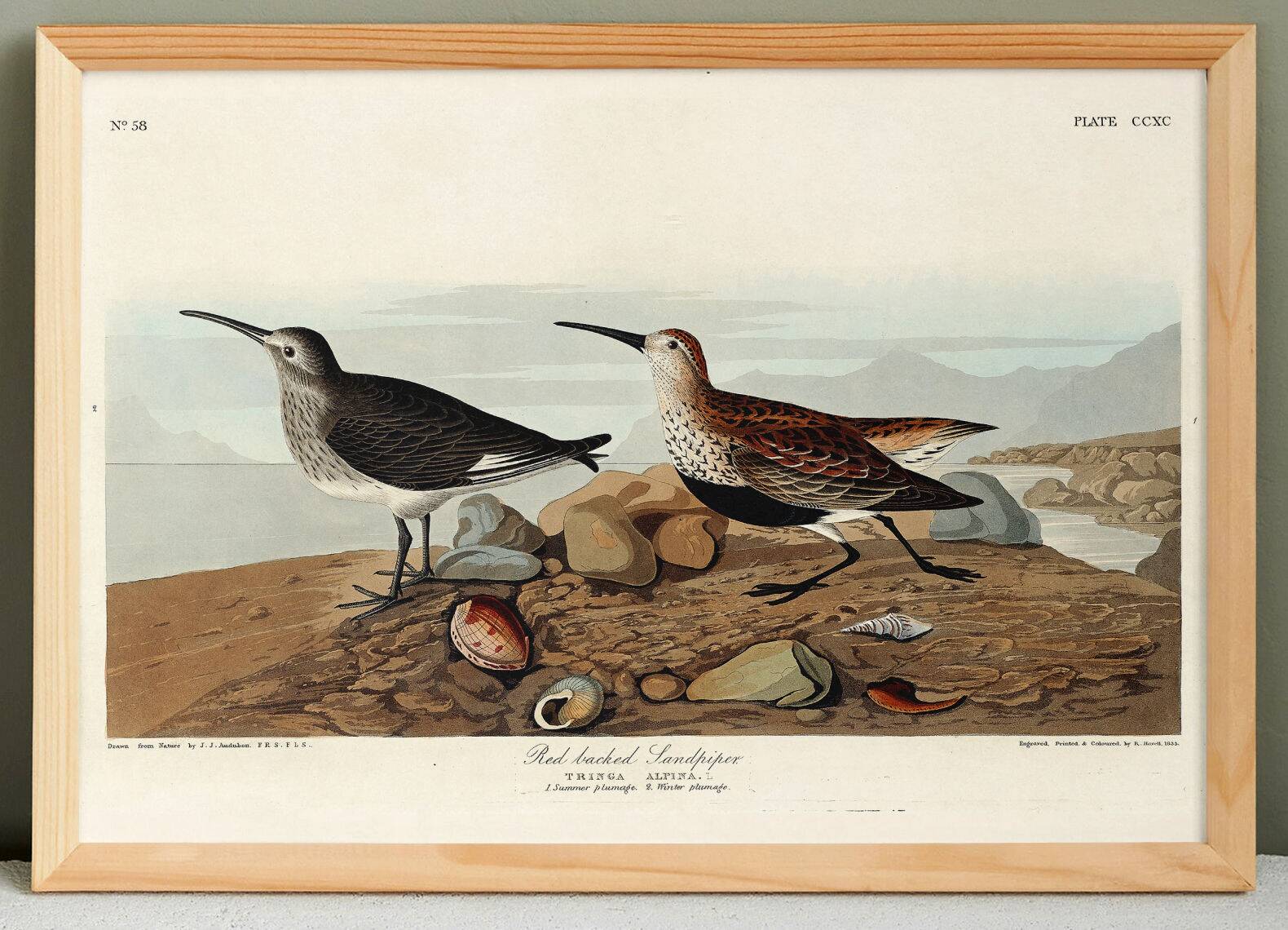 Poster about the Dunlin, based on an old engraving from 1827.