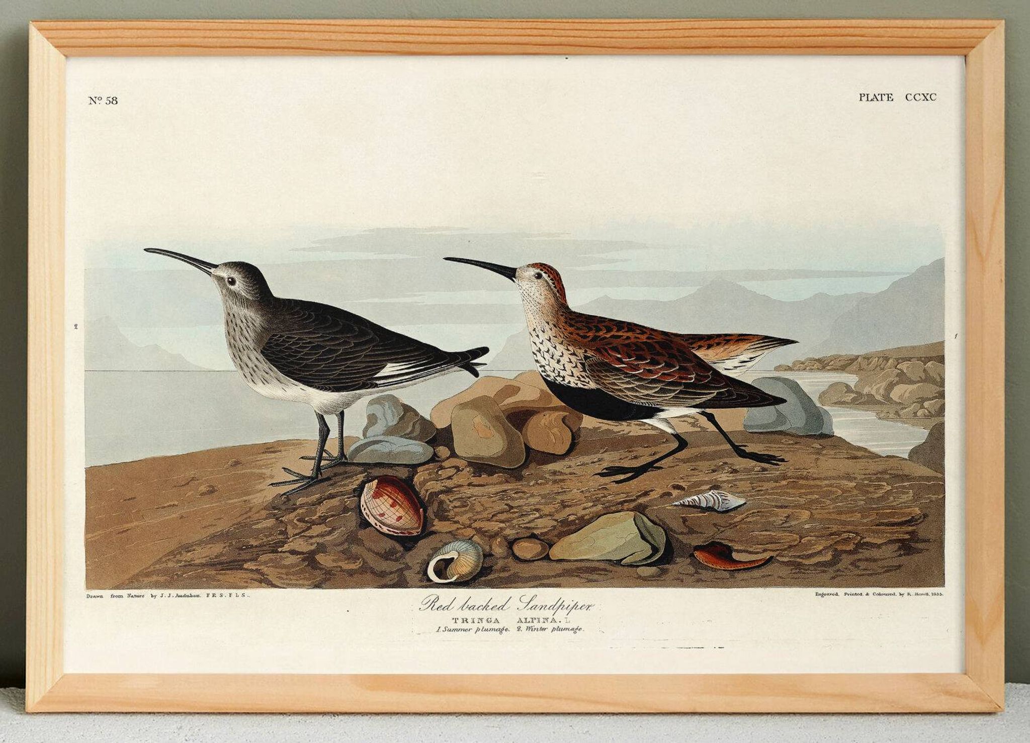 Poster about the Dunlin, based on an old engraving from 1827.
