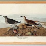 Poster about the Dunlin, based on an old engraving from 1827.