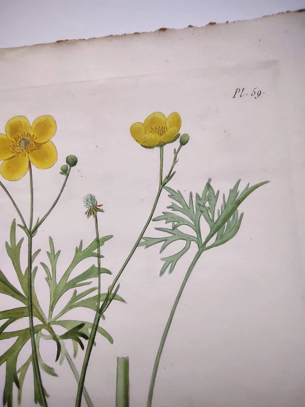 Antique botanical engraving from 1829 - Napel's buttercup - Plate
