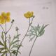 Antique botanical engraving from 1829 - Napel's buttercup - Plate