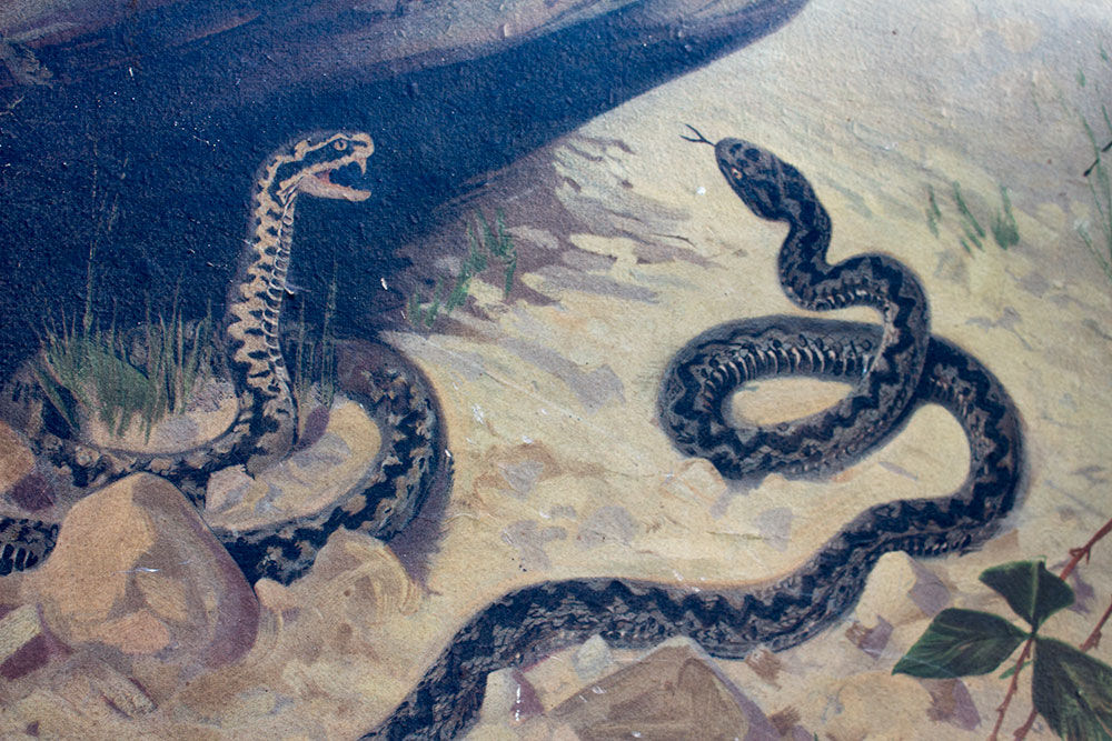 Old snake school map