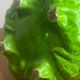 Cabbage salad bowl in slip