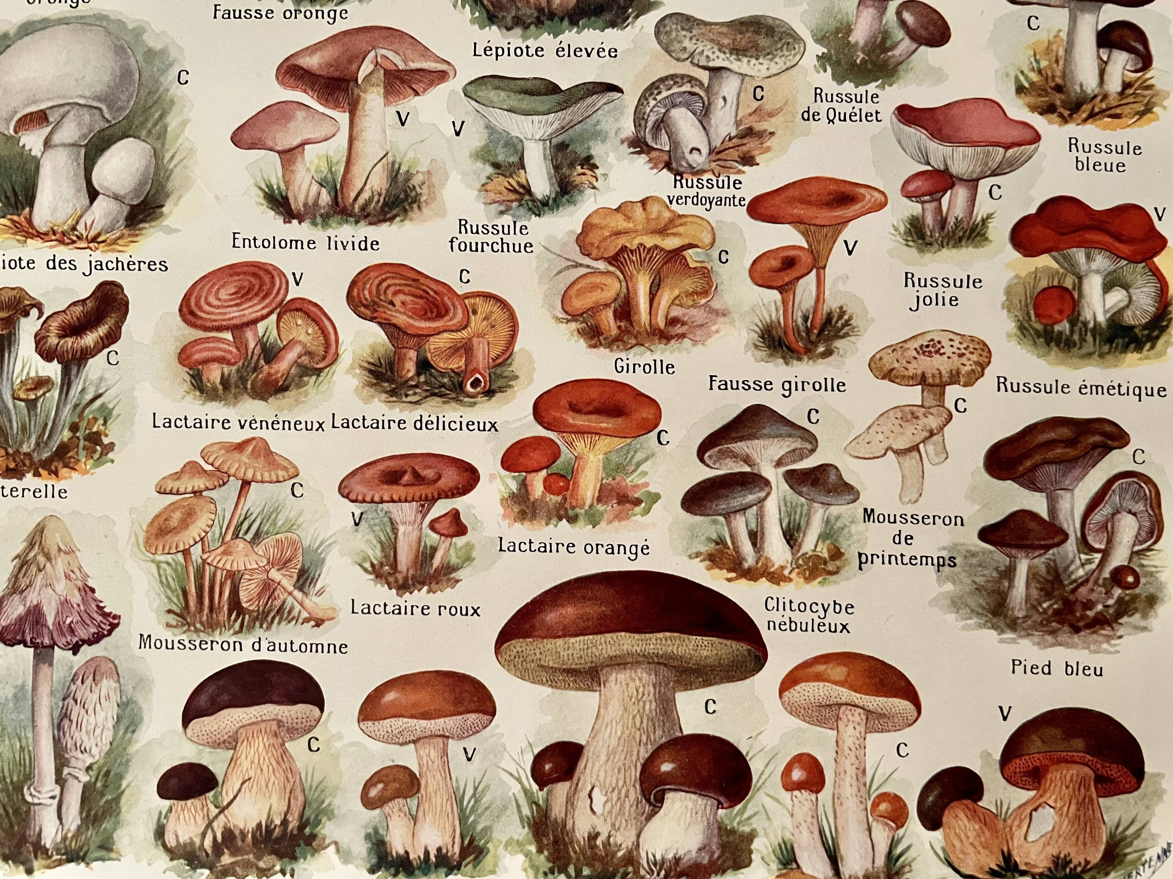 Lithograph on mushrooms from 1921