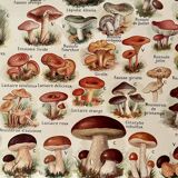 Lithograph on mushrooms from 1921