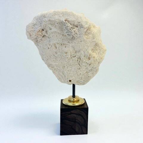 Antique natural white wave coral on wooden base cabinet of curiosities