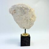 Antique natural white wave coral on wooden base cabinet of curiosities