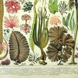 Botanical engraving 1907 A. Millot - Algae, marine plant, flora
