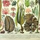 Botanical engraving 1907 A. Millot - Algae, marine plant, flora