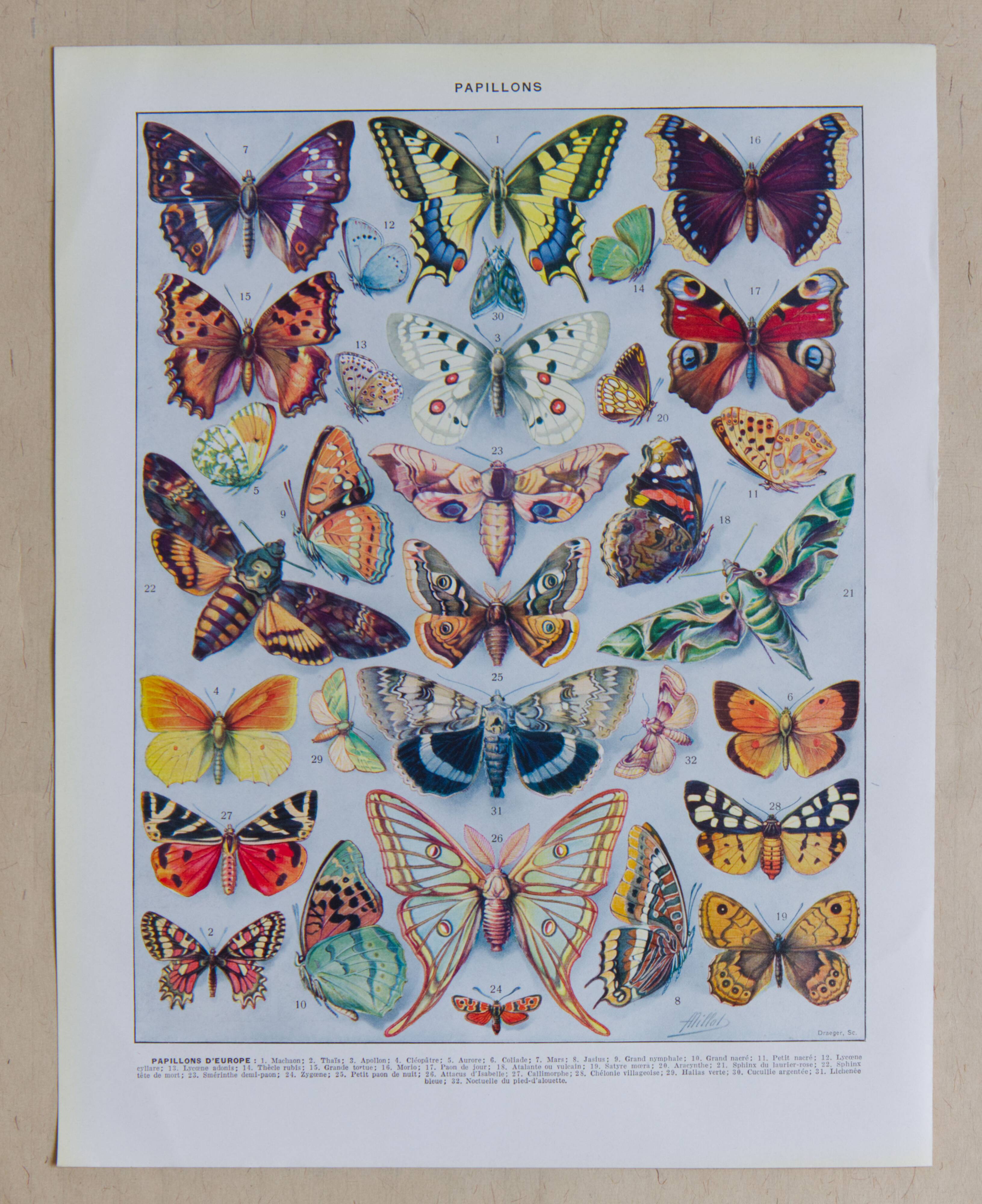 The butterflies of Europe – original naturalist plate, 1930 Adolphe Millot