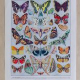 The butterflies of Europe – original naturalist plate, 1930 Adolphe Millot