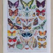 The butterflies of Europe – original naturalist plate, 1930 Adolphe Millot
