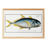 Poster about “the jack”, a fish, based on an old engraving from 1746.