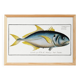Poster about “the jack”, a fish, based on an old engraving from 1746.