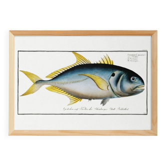 Poster about “the jack”, a fish, based on an old engraving from 1746.