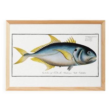 Poster about “the jack”, a fish, based on an old engraving from 1746.