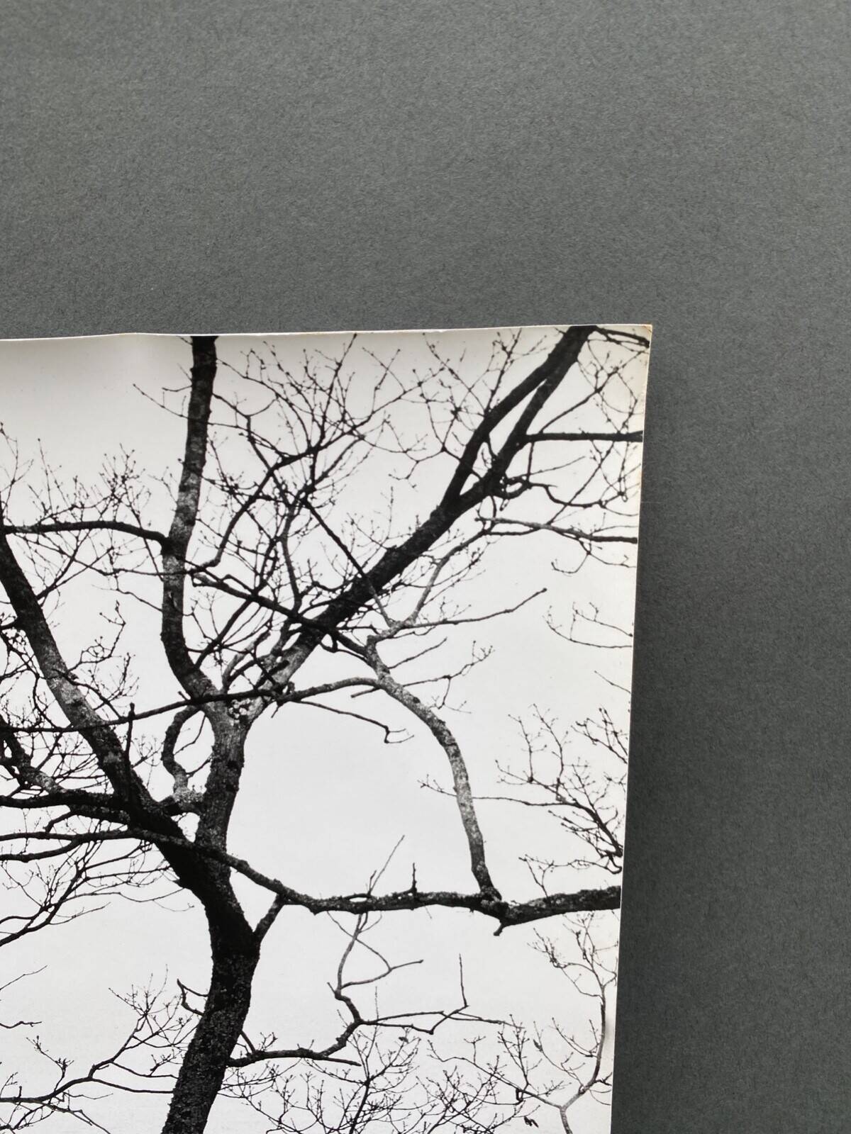 Silver gelatin photograph by Bernard Darot, Shrubs by the Water, 20th century