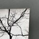 Silver gelatin photograph by Bernard Darot, Shrubs by the Water, 20th century