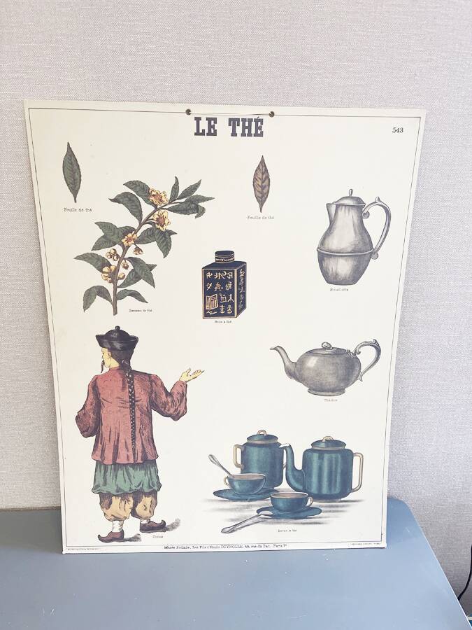 Old educational poster Deyrolle "Tea"