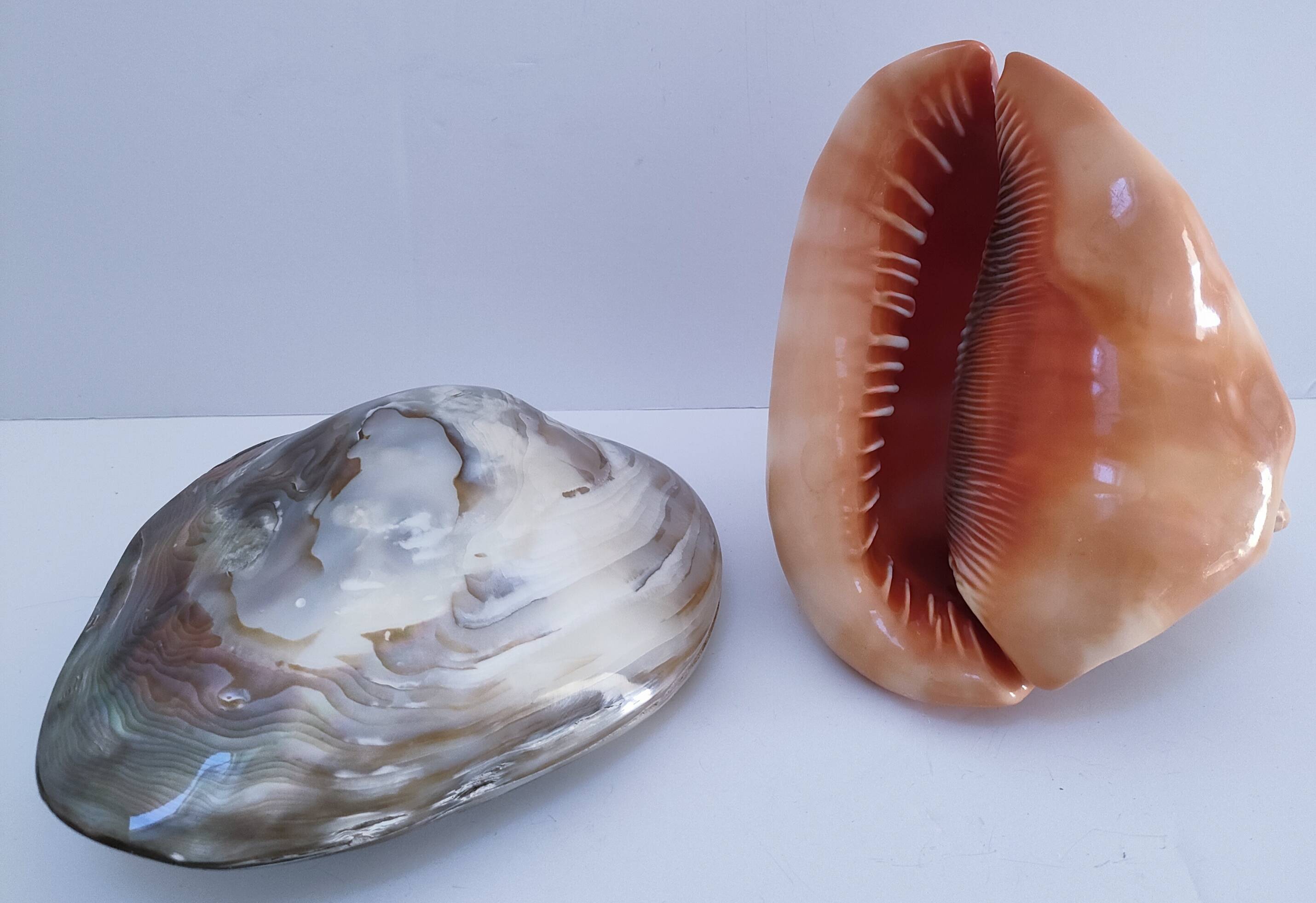 deux coquillages nacrés taille XL