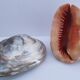 deux coquillages nacrés taille XL