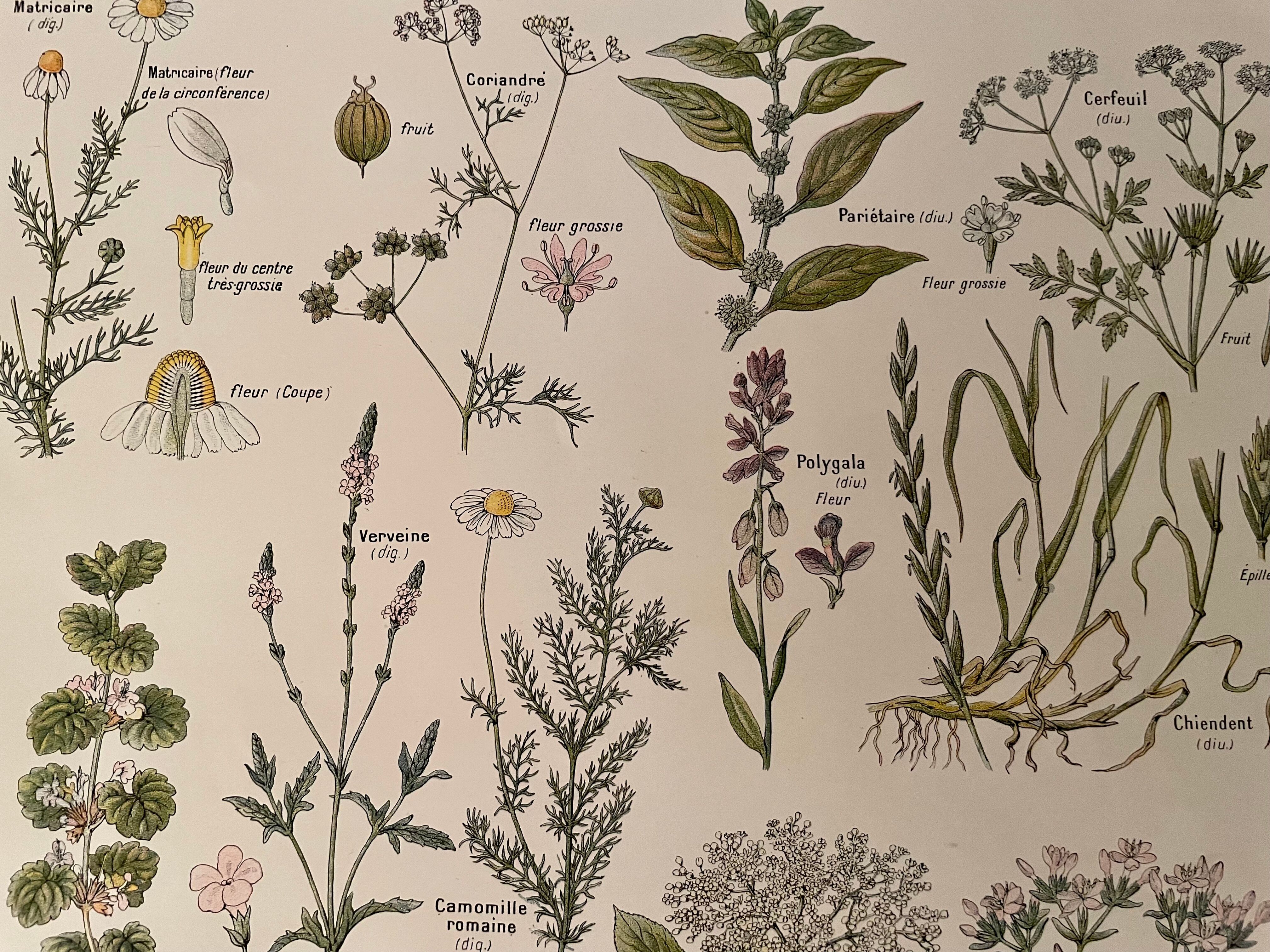 Lithographie plantes médicinales (XXV) Cerfeuil Sauge Melisse - 1920