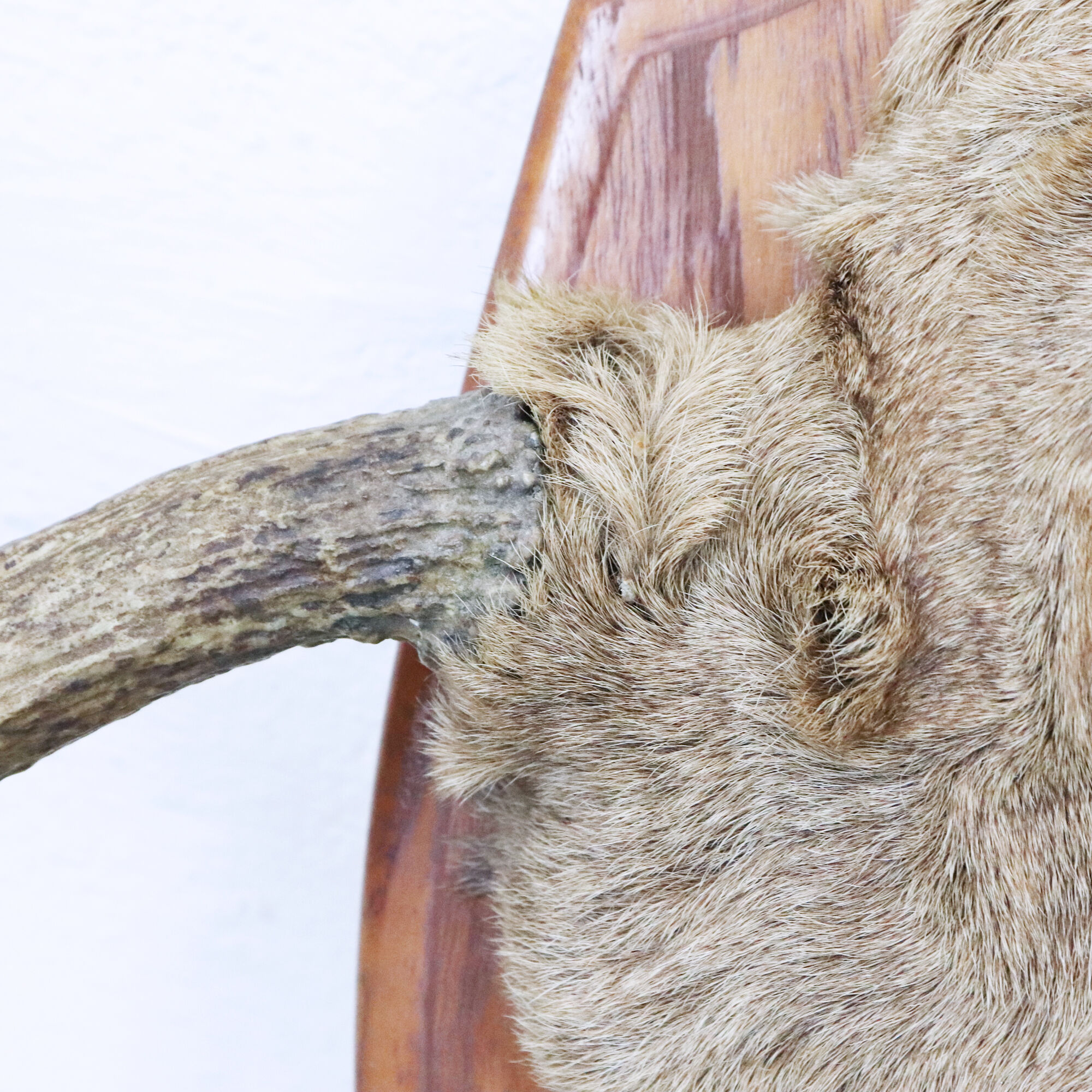 Momentum trophy 1968