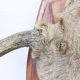 Momentum trophy 1968