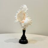 Old Murex Ramosus Shell on turned wooden base Napoleon III 19th century cabinet of curiosities